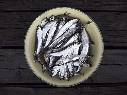 Dioxiner i Östersjöfisk kan minimeras