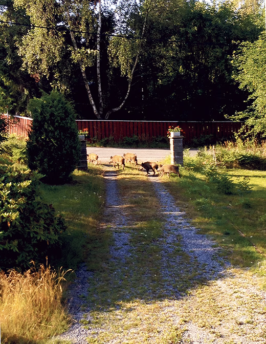 Oblyga vildsvin oroar Dalaröbor