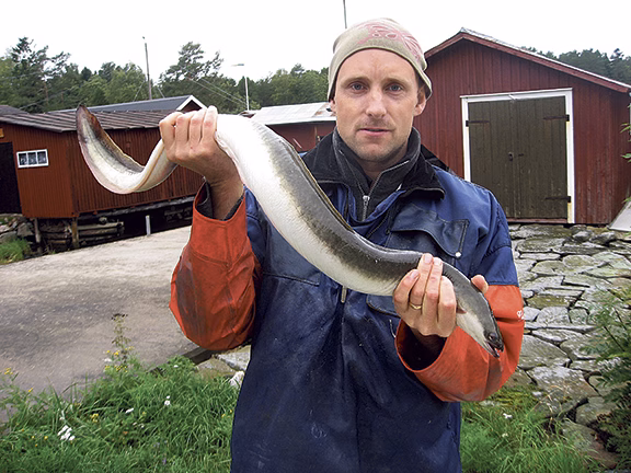 Även utplanterad ål hittar vägen