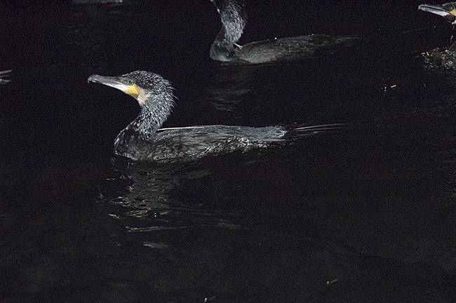 Stopp för skarvjakt på enskilda fiskevatten