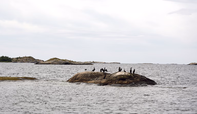 Skarvjakt – en fråga för rätten