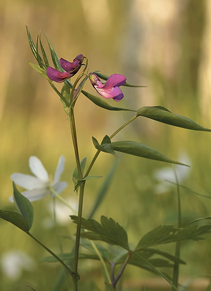 Tullviksbäckens naturreservat ska utvidgas