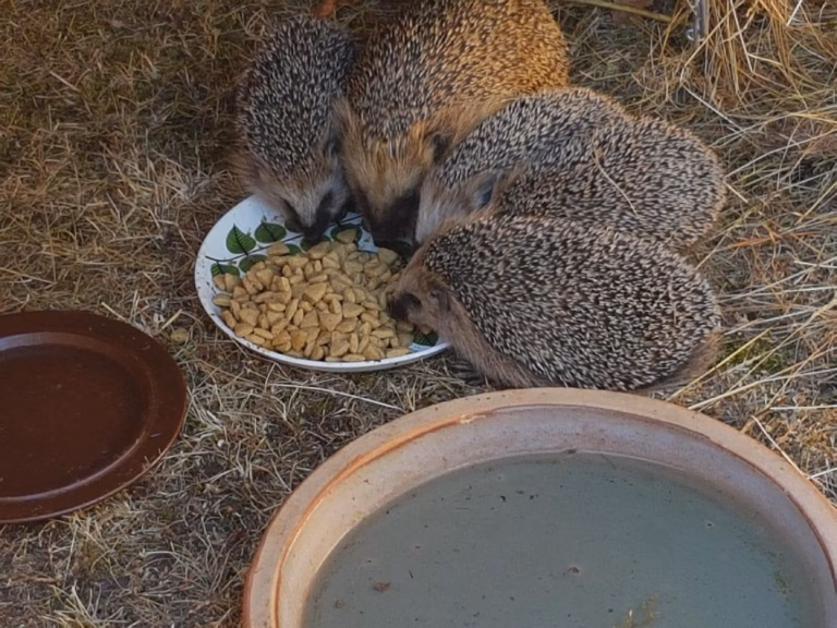Landsorts kottfamilj nu på fri fot