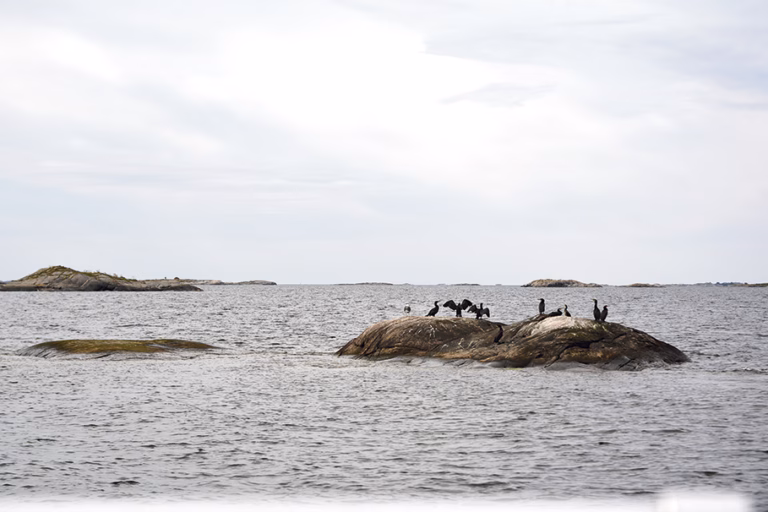 Gemensam skarvförvaltning föreslås