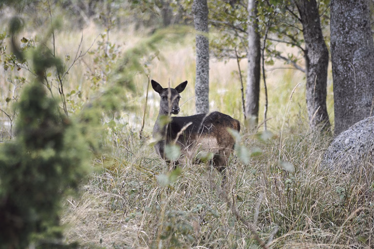 Främmande vilt hotar naturreservat