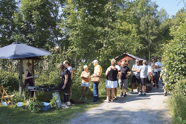 Generationsskifte i tomatlandet