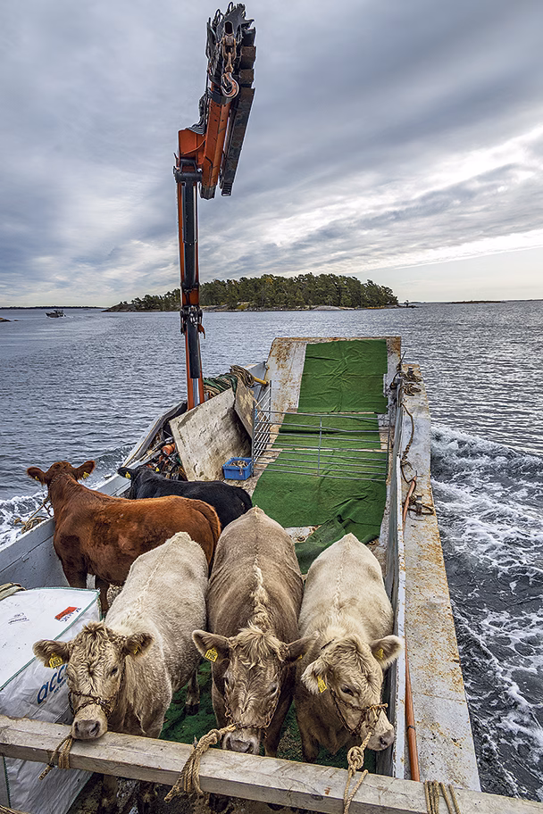 På kryss mot hemmabetet