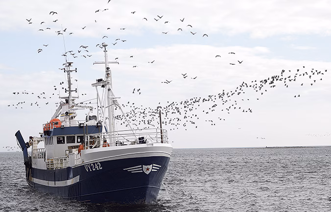 Nya fiskekvoter bra – men inte tillräcklig åtgärd för torsken