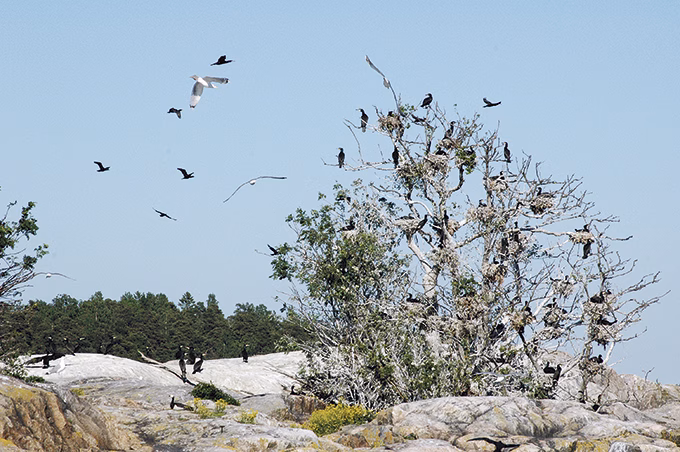 Antalet skarvbon minskade i år