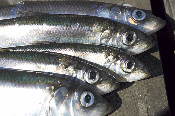 Nya rekommendationer om fiskekvoter kritiseras