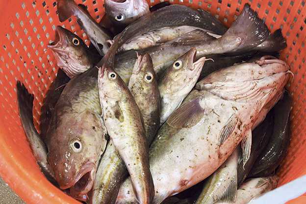 Torsken akut hotad och flera andra fiskarter minskar kraftigt